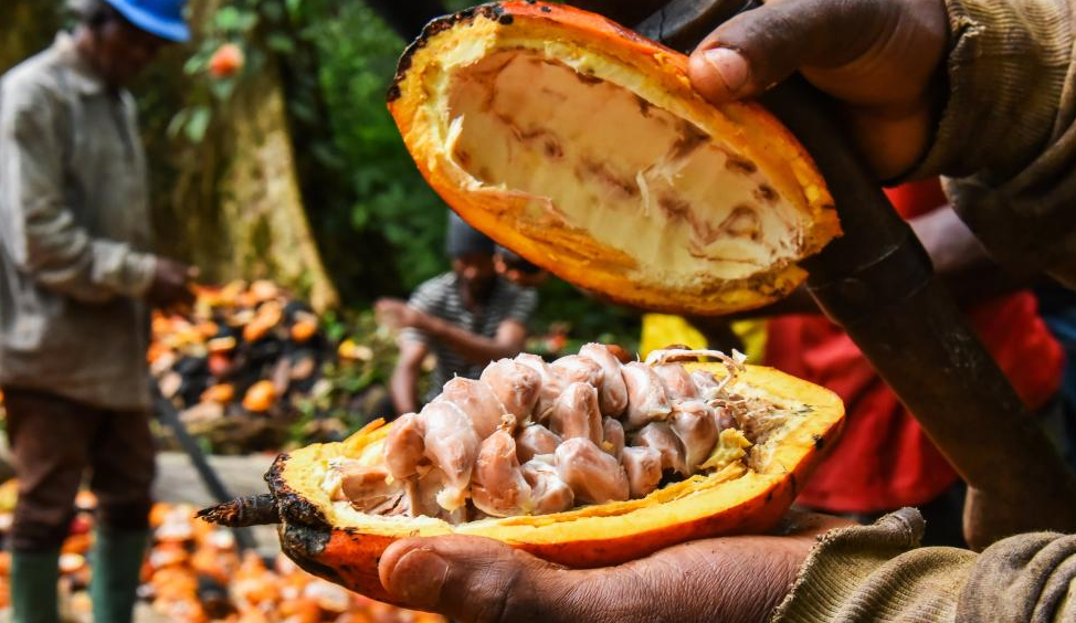 Hạt cacao trên cánh đồng ở Essessana, một ngôi làng thuộc Mengong, khu vực phía nam Cameroon. (Ảnh minh họa: Xinhua)