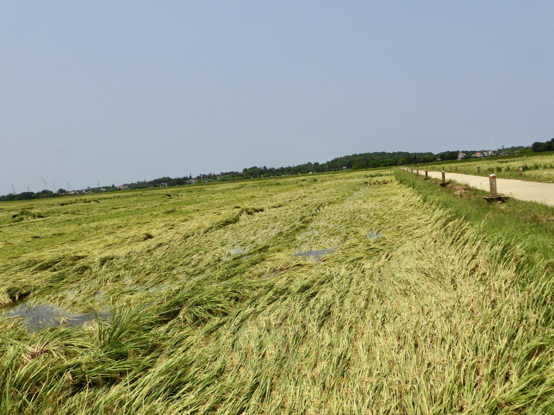 Nhiều diện tích lúa ở thôn Đông Thành (xã Liên Thủy, huyện Lệ Thuỷ) bị đổ rạp và ngâm nước. (Ảnh: H.Anh)