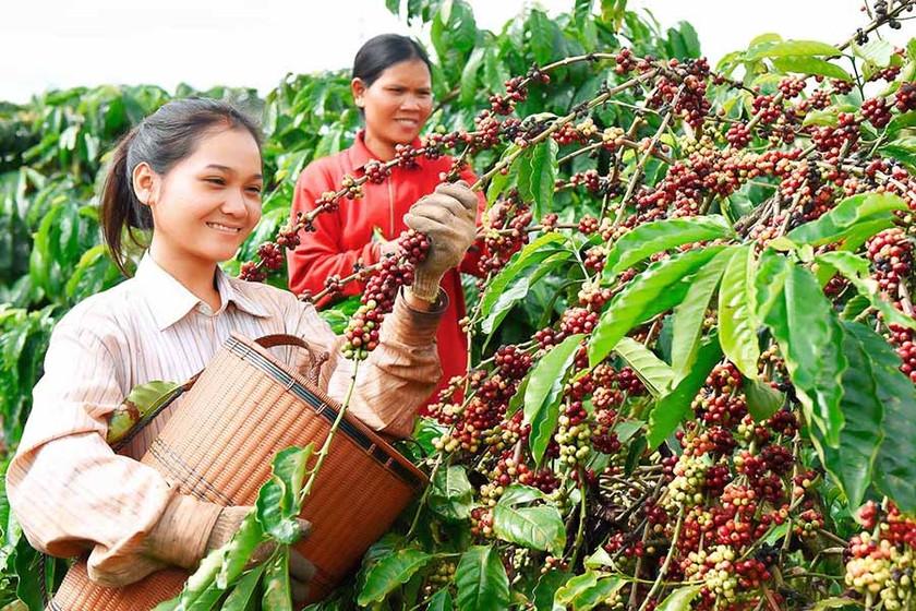 Nông dân Gia Lai thu hoạch cà phê.