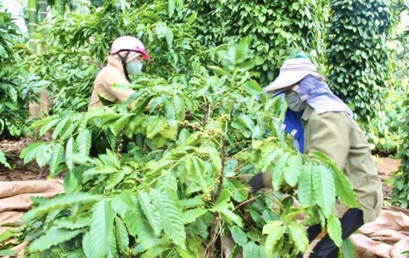 Nông dân xã Ea Tiêu (huyện Cư Kuin) thu hoạch cà phê.