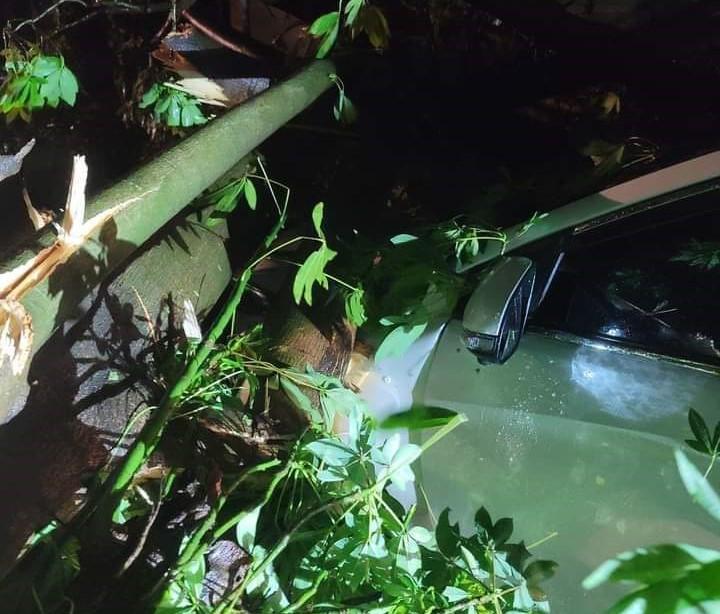 Mưa giông khiến cây to ở xã Đạo Tú huyện Tam Dương đổ, đè vào xe ô tô, rất may không gây ra thiệt hại về người.