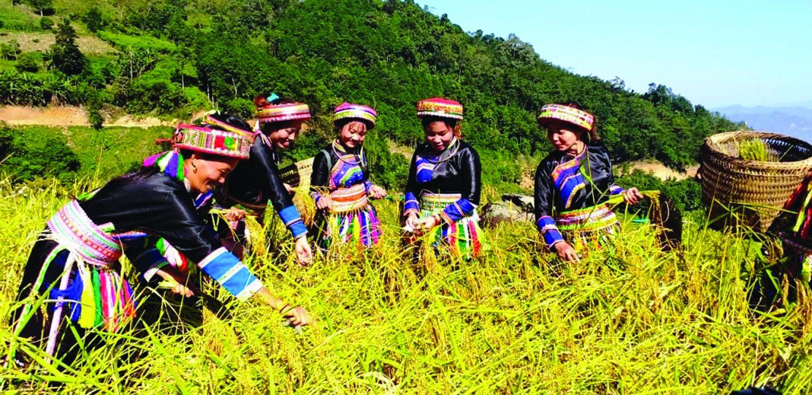 Thành viên Hợp tác xã Yến Dương, xã Yến Dương (huyện Ba Bể, tỉnh Bắc Kạn) thu hoạch lúa Nếp Tài.