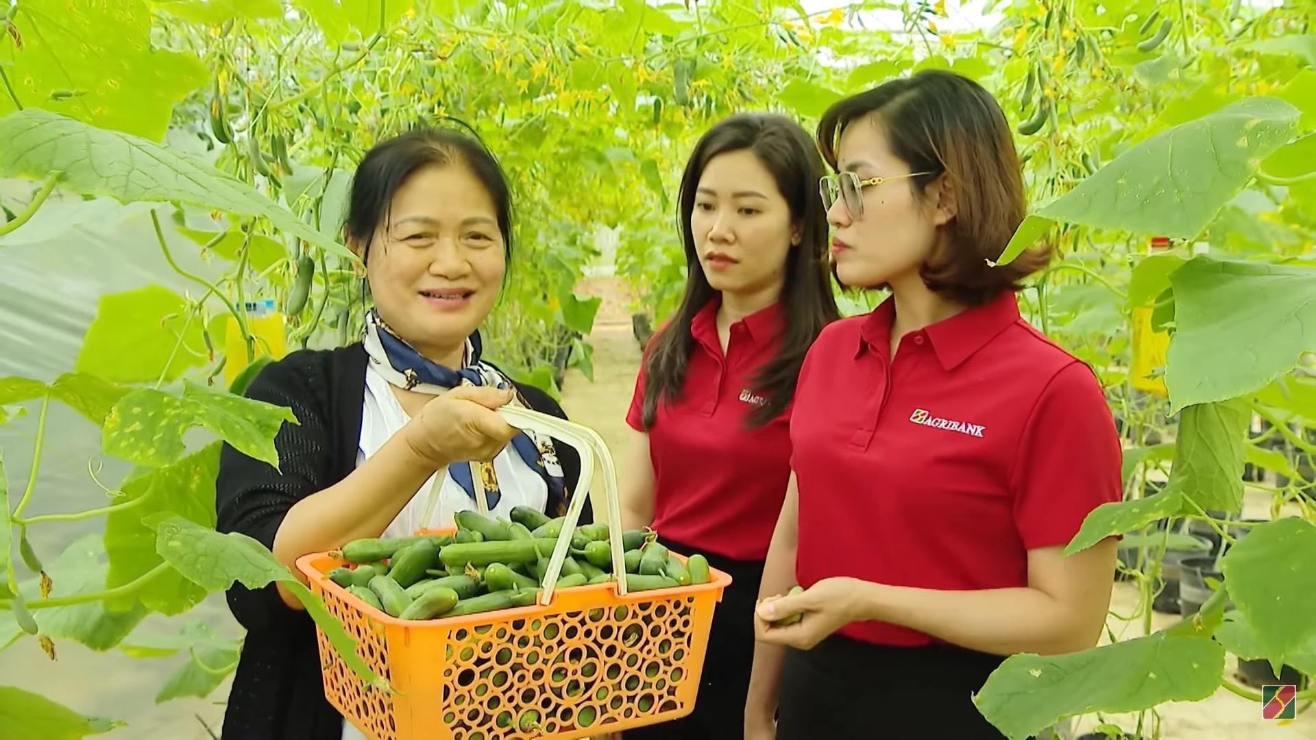 Bà Nguyễn Thị Tâm đang đưa cán bộ Agribank thu hoạch vườn cà chua trong nhà màng. Bà Nguyễn Thị Tâm đang đưa cán bộ Agribank thu hoạch vườn cà chua trong nhà màng.