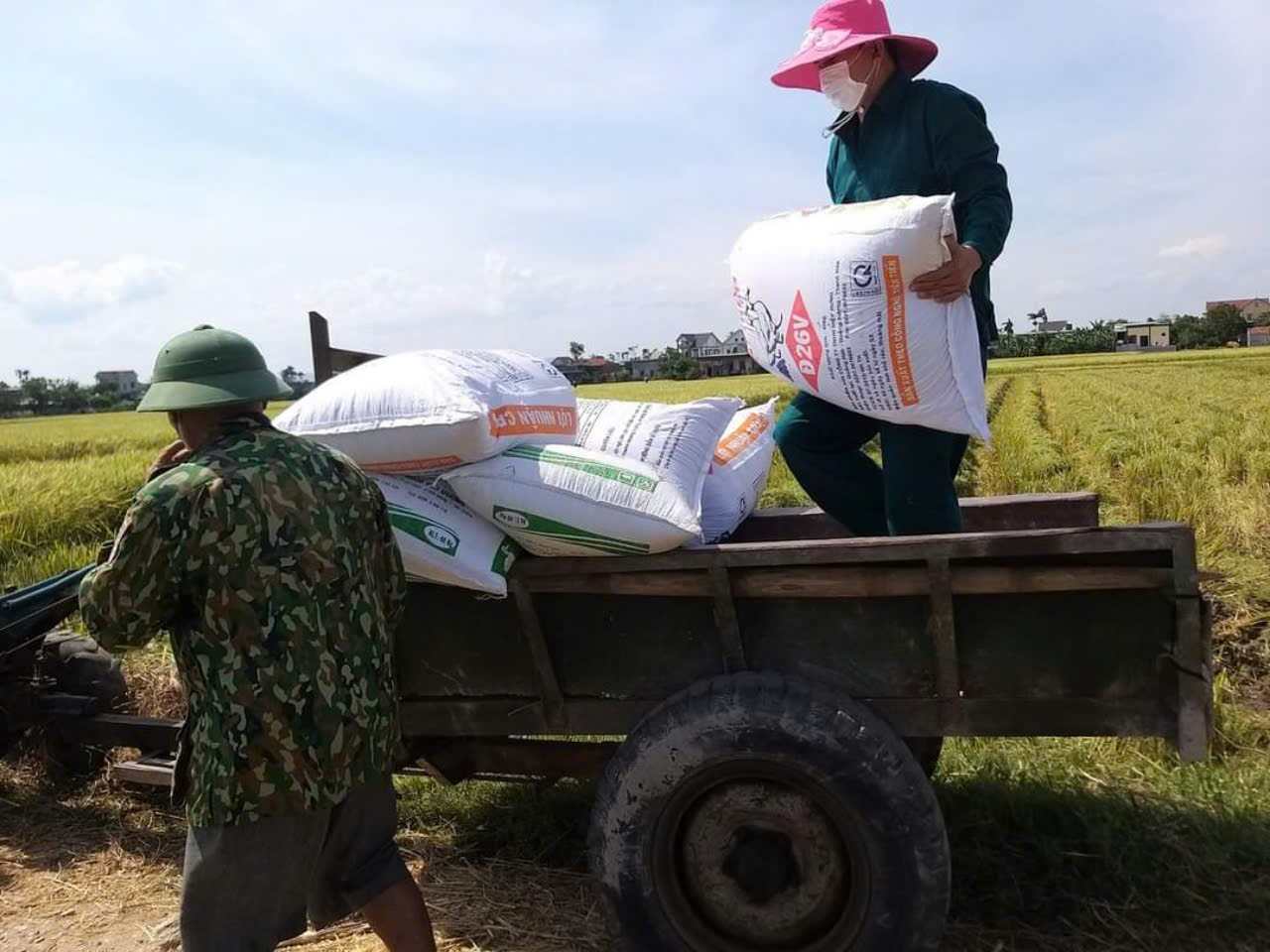 Thu hoạch lúa. Thu hoạch lúa.