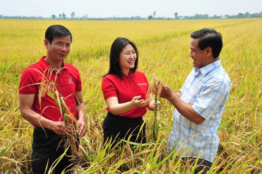 Ông Nguyễn Cao Khải - Giám đốc HTX Tiến Thuận (bên phải) phấn khởi cho biết: canh tác theo Đề án 1 triệu ha lúa phát thải thấp, chi phí giống, nước, phân bón, thuốc đều giảm, mà năng suất lại tăng, bông lúa dài hơn, hạt nhiều, đều và chất lượng hơn. Ông Nguyễn Cao Khải - Giám đốc HTX Tiến Thuận (bên phải) phấn khởi cho biết: canh tác theo Đề án 1 triệu ha lúa phát thải thấp, chi phí giống, nước, phân bón, thuốc đều giảm, mà năng suất lại tăng, bông lúa dài hơn, hạt nhiều, đều và chất lượng hơn.