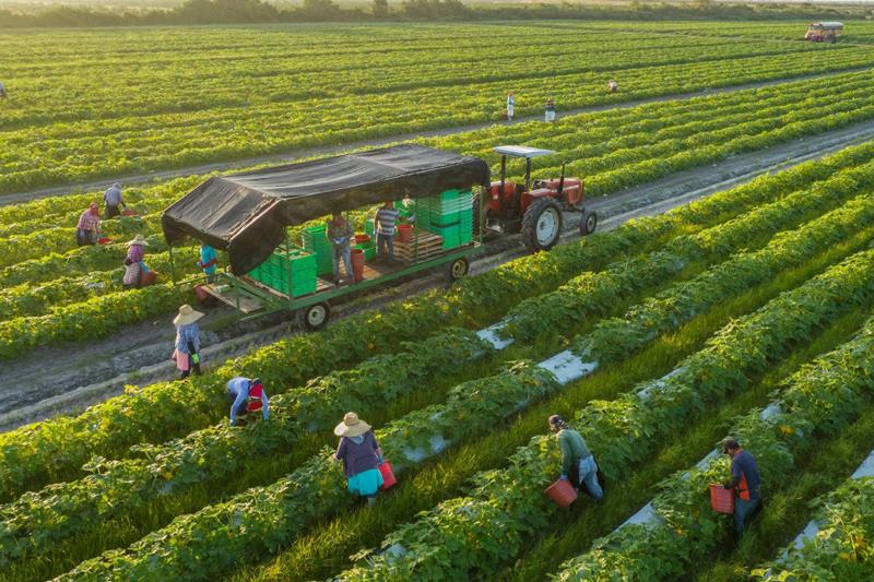 Người sử dụng đất trồng cây hàng năm khác có thời hạn là 50 năm