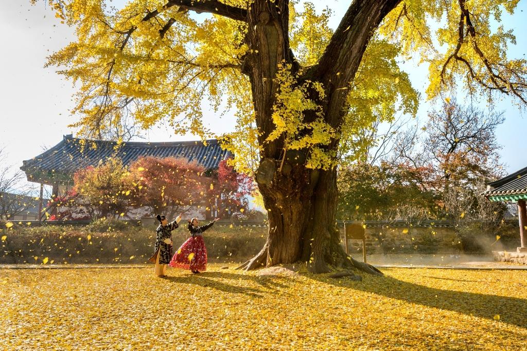 Mùa thu trường Nho giáo Jeonju Hyanggyo.