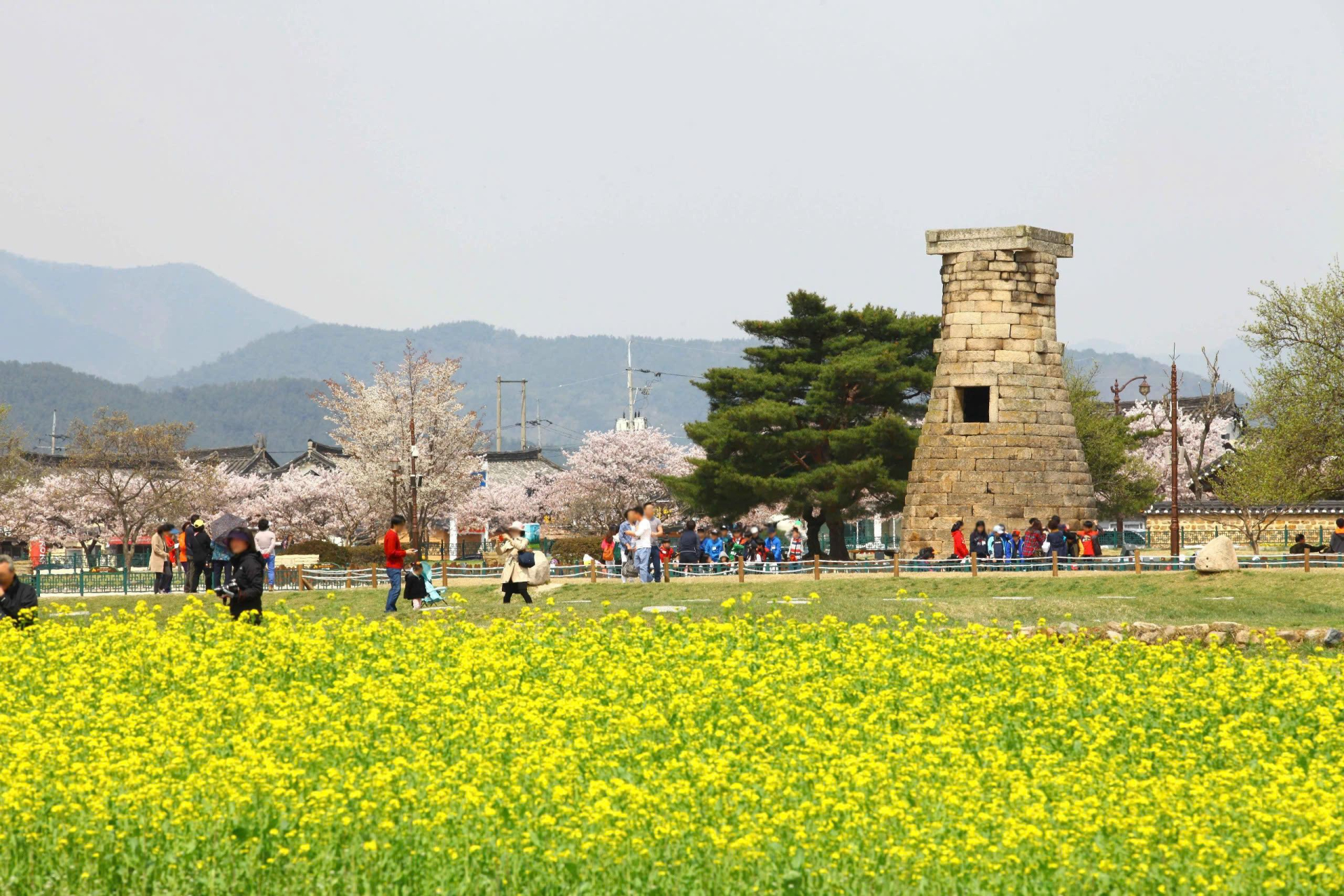 Lễ hội Hoa Anh Đào Gyeongju. Lễ hội Hoa Anh Đào Gyeongju.