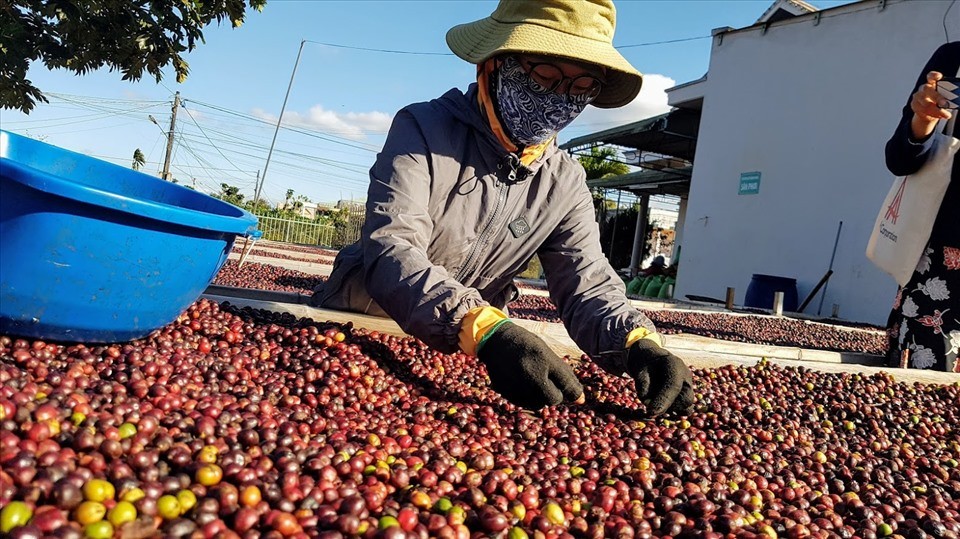 Cà phê là một trong 13 mặt hàng nông sản chủ lực của Việt Nam - Ảnh minh họa