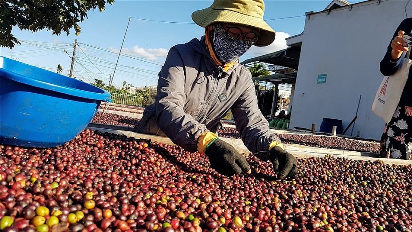 Cà phê là một trong 13 mặt hàng nông sản chủ lực của Việt Nam - Ảnh minh họa