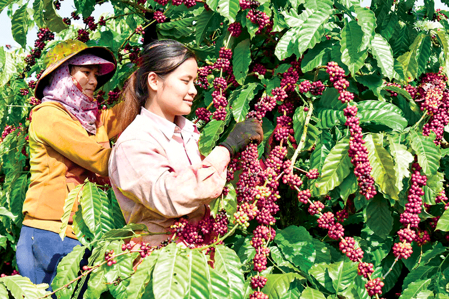 Nông dân Tây Nguyên thu hoạch cà phê.