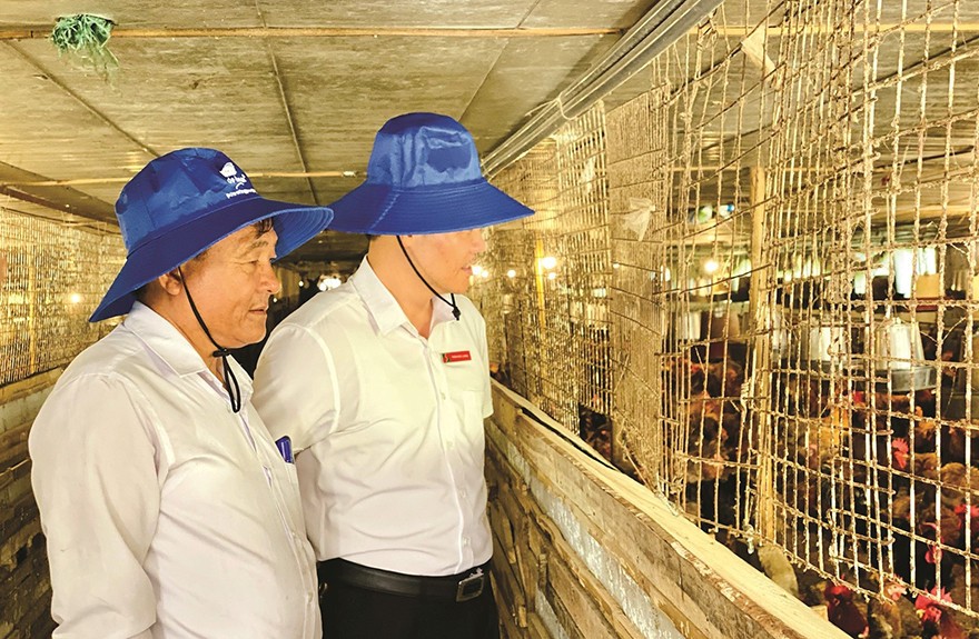 Cán bộ tín dụng Agribank chi nhánh Vĩnh Phúc xuống thăm trang trại gà của gia đình ông Đào Xuân Hải