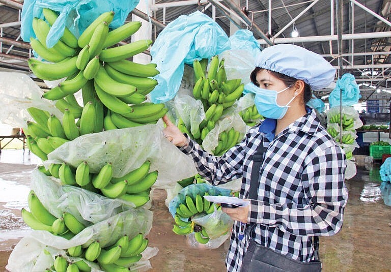 Trung Quốc là thị trường xuất khẩu chính (lớn nhất) hàng rau quả của Việt Nam, trong 9 tháng
