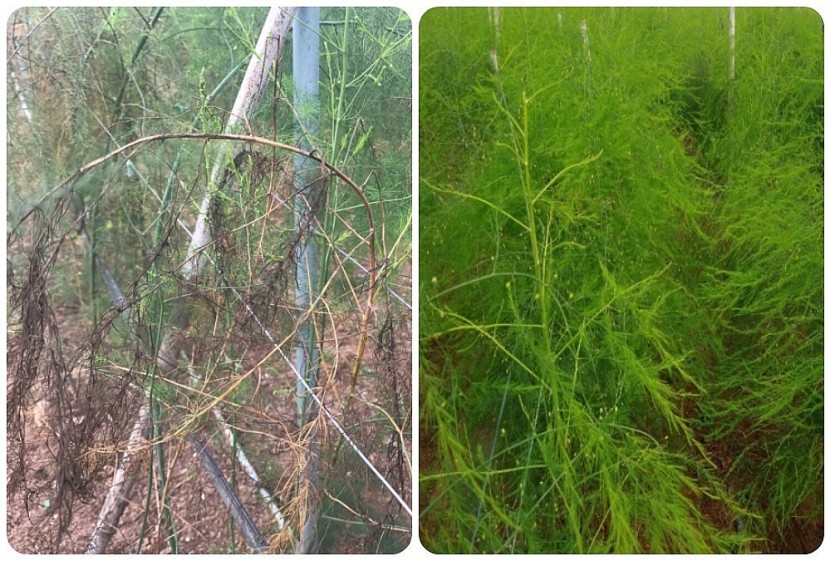 Cây măng tây bị bệnh loét lá, thối rễ (trái) và cây măng tây sau 15 ngày điều trị bằng sản phẩm dưỡng chất nano vi lượng (phải) tại Hợp tác xã Nông nghiệp Trường Xuân – Nam Định. Ảnh: Nhóm nghiên cứu