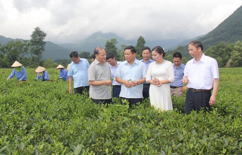 Lãnh đạo Bộ Nông nghiệp và Phát triển nông thôn và UBND tỉnh Thái Nguyên thăm quan vùng chè sạch thực nghiệm của Công ty CP Chè Hà Thái (Ảnh: Thanh Hiếu)
