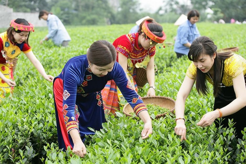 Thu hái chè tại vùng nguyên liệu của Công ty cổ phần Chè Hà Thái.