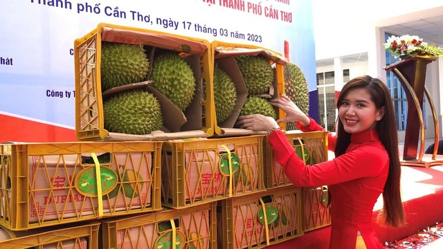 Hình ảnh những trái sầu riêng trong lô hàng đầu tiên xuất khẩu sang Trung Quốc