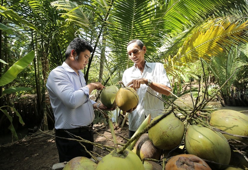 Vùng trồng dừa đạt tiêu chuẩn hữu cơ tại Bến Tre và Trà Vinh của Betrimex rộng hơn 8.300 hecta - Ảnh: VGP/Băng Tâm