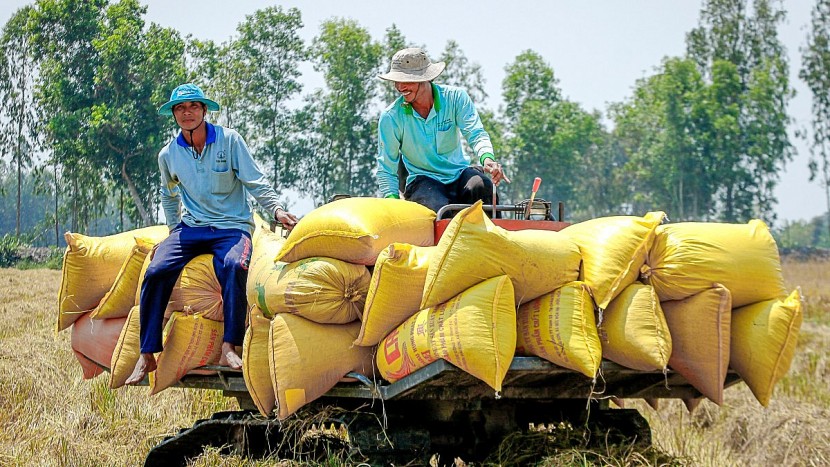 Giá gạo xuất khẩu của Việt Nam trong tuần này đã lên mức cao nhất 10 năm trở lại đây.