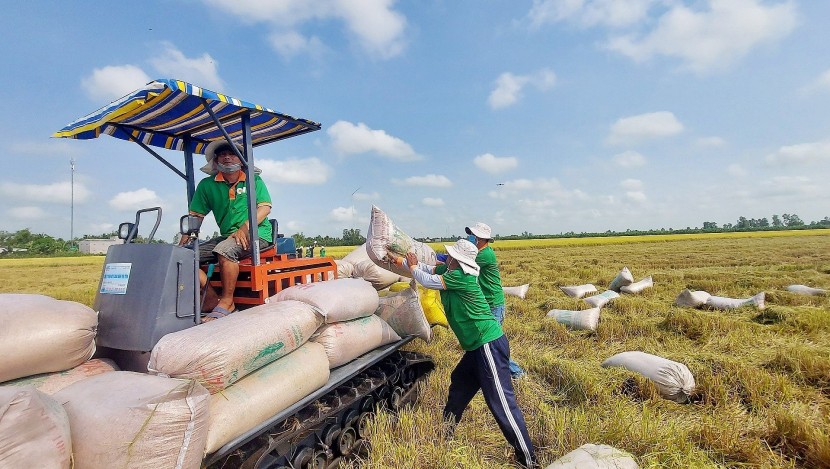 Đồng bằng sông Cửu Long là nơi tập trung tới 90% sản lượng gạo xuất khẩu của cả nước, tương đương trên 6 triệu tấn gạo xuất khẩu mỗi năm. (Ảnh: NLĐ)