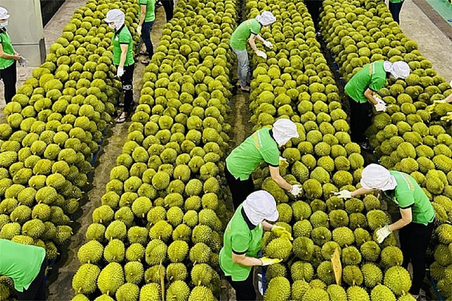 Xuất khẩu rau quả sang Trung Quốc ghi nhận tăng trưởng tích cực. Ảnh minh họa.