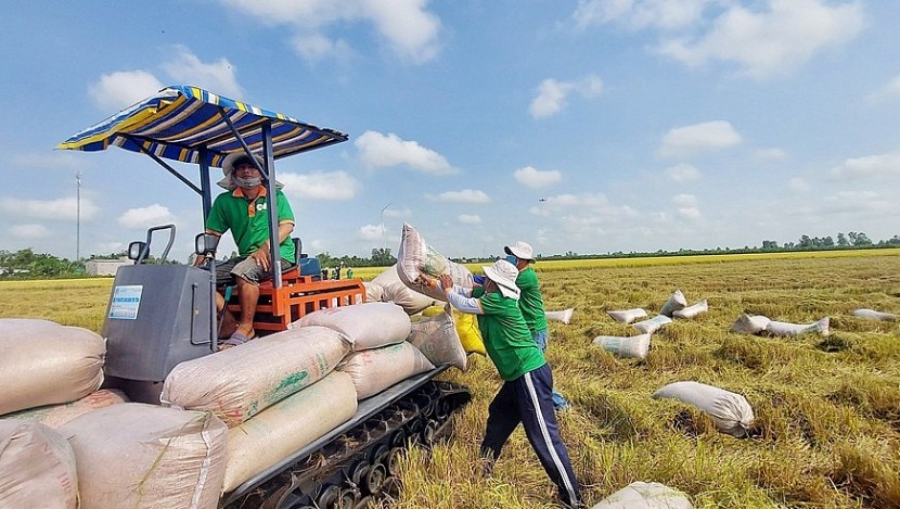 Dự báo của Bộ Công Thương cho thấy, 4 tháng cuối năm nay, tình hình xuất khẩu gạo của Việt Nam vẫn sẽ được thúc đẩy bởi số lượng đơn hàng tốt từ nhiều thị trường mới.
