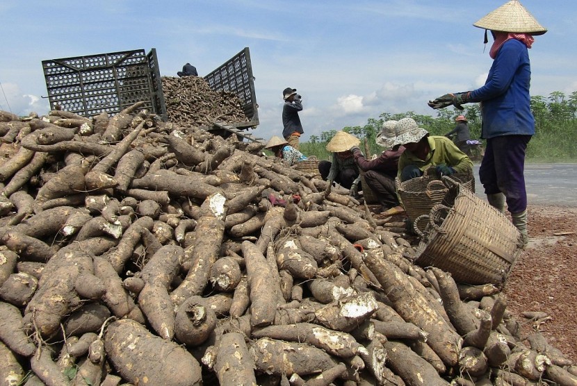 Nông dân đang thu hoạch sắn. Ảnh minh họa