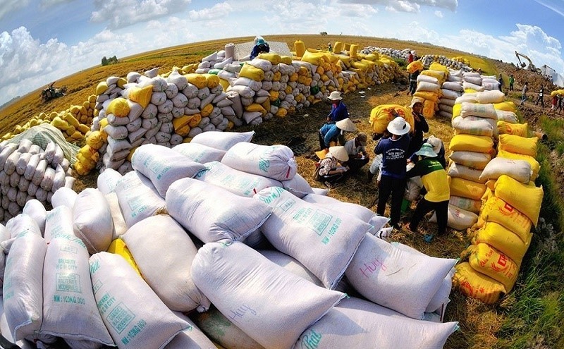 Giá gạo xuất khẩu Việt Nam trở lại mốc lịch sử 643 USD/tấn