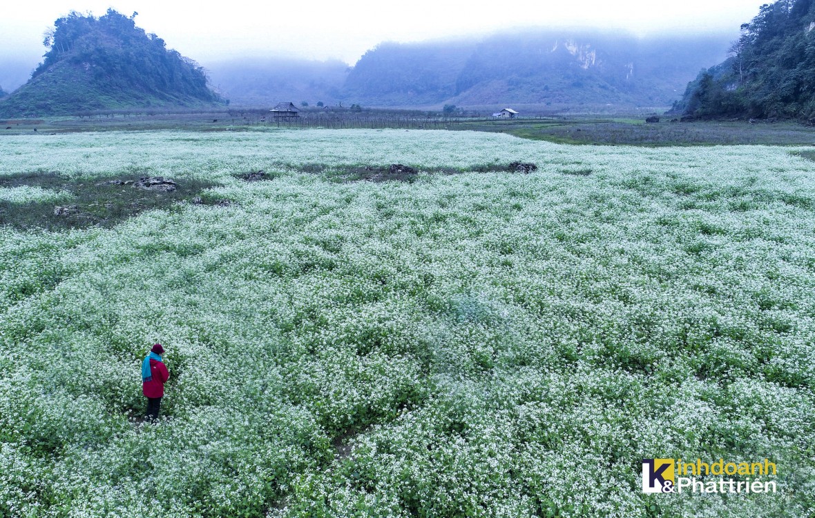 Lên cao nguyên Mộc Châu khám phá vẻ đẹp mùa hoa cải