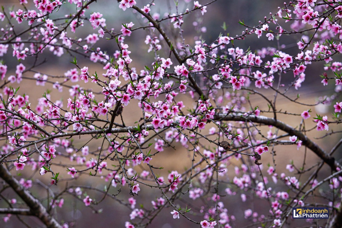 Sắc xuân hồng trên nền đá xám