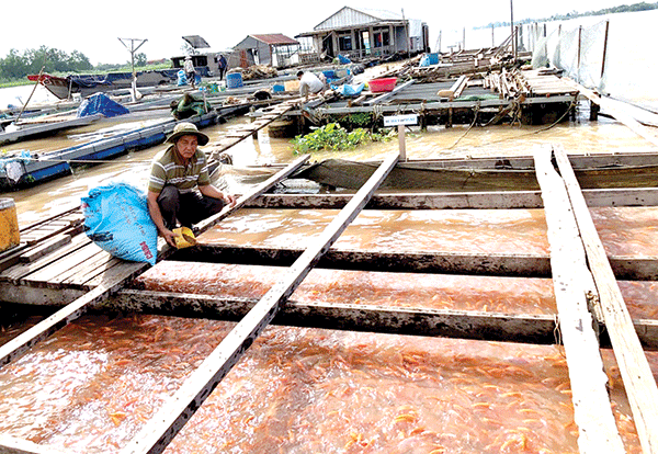 Đẩy nhanh công tác nuôi trồng thủy sản chủ lực tại đồng bằng sông Cửu Long