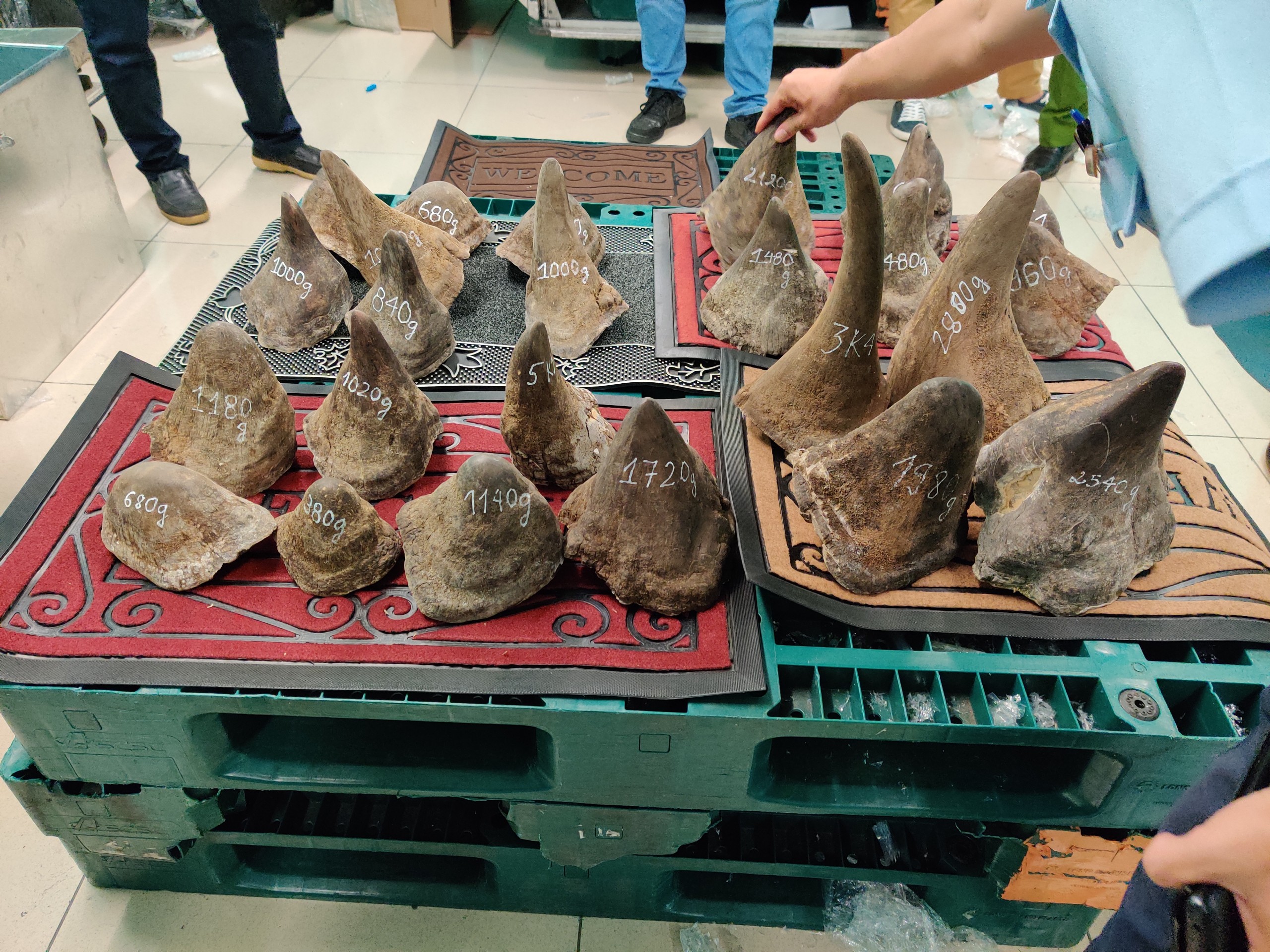 Hé lộ công ty đứng sau gần 100 kg nghi sừng tê giác ở khu vực sân bay Tân Sơn Nhất - Ảnh 3.
