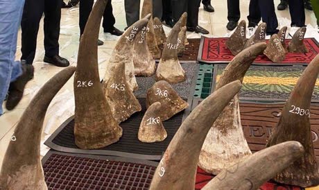 Hé lộ công ty đứng sau gần 100 kg nghi sừng tê giác ở khu vực sân bay Tân Sơn Nhất - Ảnh 7.