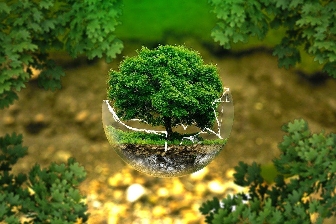 Phần mềm AI SLEAP được sử dụng để phát triển các loại cây có hệ thống rễ đặc biệt phù hợp với các nỗ lực toàn cầu nhằm chống biến đổi khí hậu. (Ảnh minh họa).