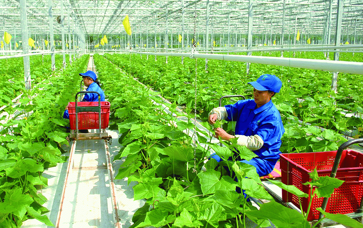 VUSTA: Đẩy mạnh chọn tạo giống trong nước, ứng dụng công nghệ trong sản xuất cây rau và hoa tại Hà Nội