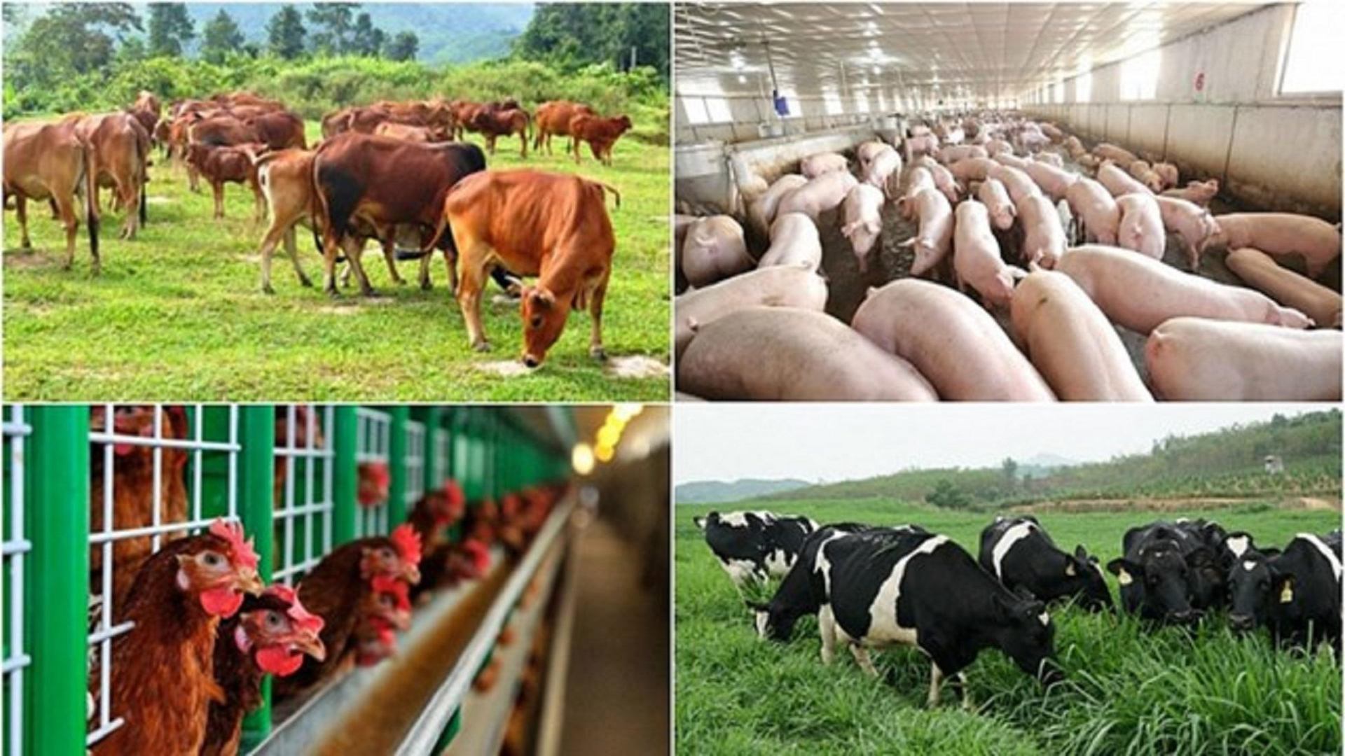 Ứng dụng công nghệ mới trong xử lý chất thải chăn nuôi - ảnh 3 Ứng dụng công nghệ mới trong xử lý chất thải chăn nuôi - ảnh 3