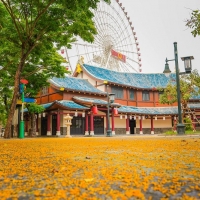 Mùa hoa sưa nhuộm vàng Công viên Châu Á, Đà Nẵng