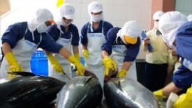 Xuất khẩu cá ngừ cán đích 1 tỷ USD