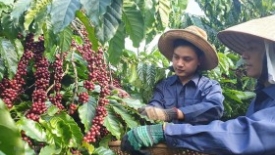 Xuất khẩu cà phê vượt mốc 2 tỉ USD