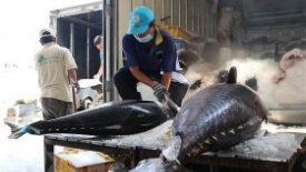 Xuất khẩu cá ngừ Việt Nam sang Hàn Quốc tăng cao