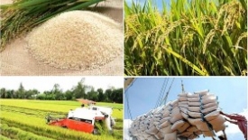 Indonesia chào mua thêm 500.000 tấn gạo