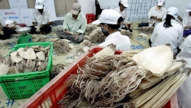 Xuất khẩu mực, bạch tuộc tăng trưởng ở nhiều thị trường