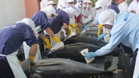 Xuất khẩu cá ngừ tiếp tục tăng trưởng