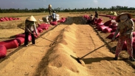 Các doanh nghiệp giữ đúng hợp đồng tiêu thụ lúa cho nông dân