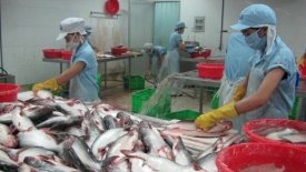 Vượt EU, ASEAN trở thành thị trường lớn thứ 3 của cá tra Việt