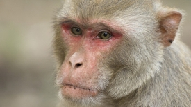 Nghiên cứu khoa học trên khỉ tại Mỹ