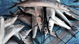 Thương lái thu mua cá lìm kìm với giá cao bất thường, lên đến 750.000 đồng/kg
