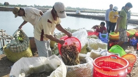 Ngành thủy sản đồng bằng sông Cửu Long tăng tốc xuất khẩu cuối năm