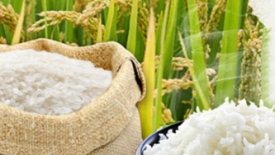 Giá gạo Việt Nam đạt “đỉnh” 9 năm, gạo Thái Lan cao nhất 6 tháng do khan hiếm nguồn cung