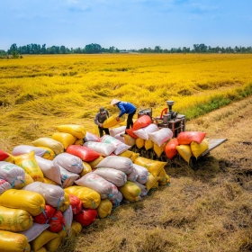 Doanh nghiệp sản xuất gạo trong nước liên tục trúng các gói thầu gạo lớn